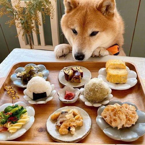 网红狗子与我吃瓜,一场吃瓜与陪伴的欢乐之旅