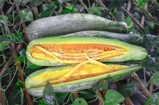 吃瓜被爆的网红是谁啊